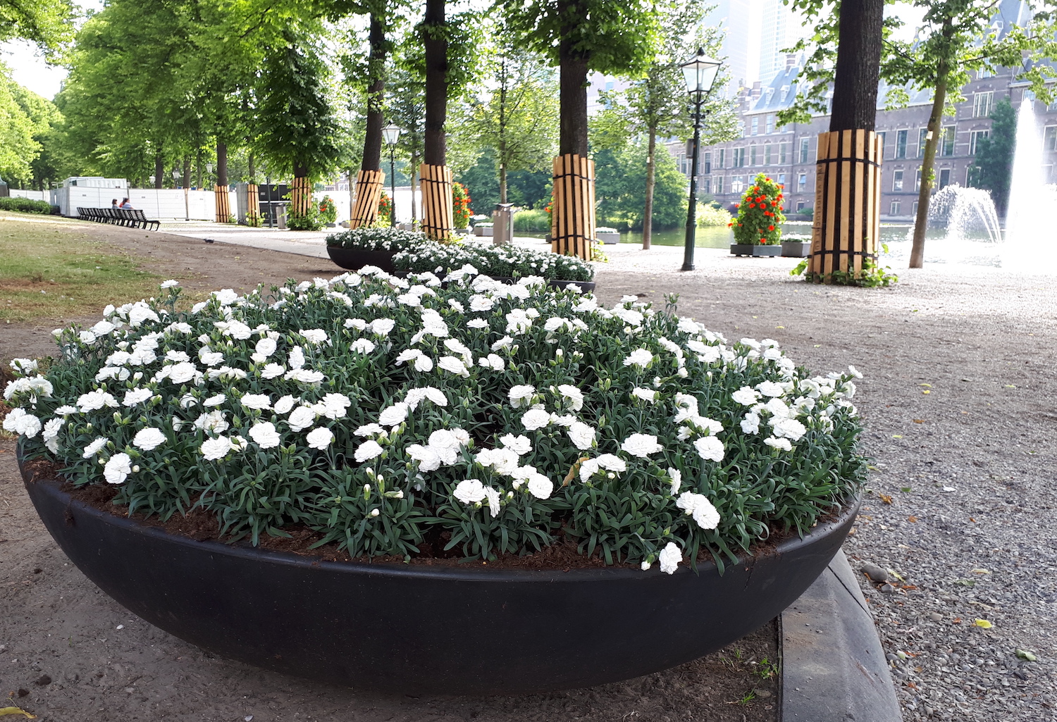 bloembakken kleuren de stad | Het Haagse Groen