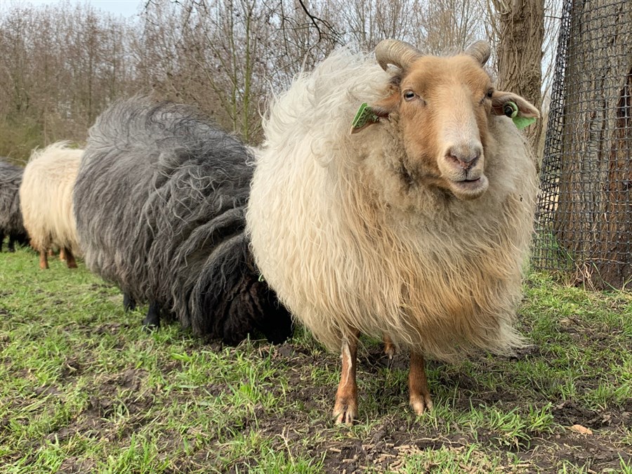Bericht Langs de Haagse kudde: ronde pony’s, wollige schapen en grote grazers  bekijken